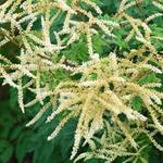 Aruncus 'Horatio' - 