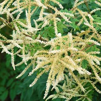 Aruncus 'Horatio'