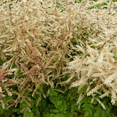 Aruncus 'Misty Lace' - 