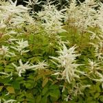 Aruncus dioicus 'Zweiweltenkind' - 