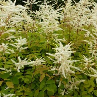 Aruncus dioicus 'Zweiweltenkind'