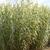 Arundo donax var. versicolor