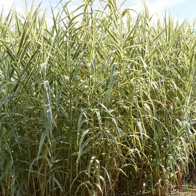 Arundo donax var. versicolor - Arundo donax