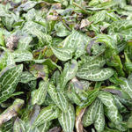 Asarum epigynum 'Takasago Saishin' - 