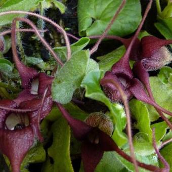 Asarum europaeum