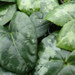 Asarum maximum 'Giant' - 