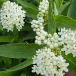 Asclepias incarnata 'Ice Ballet'