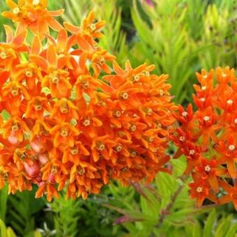 Asclepias tuberosa