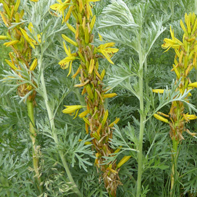 Asphodeline lutea - 