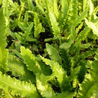 Asplenium scolopendrium 'Angustatum'