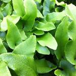 Asplenium scolopendrium 'Undulatum' - 