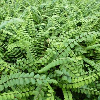 Asplenium trichomanes