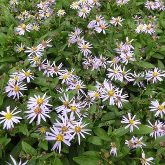 Aster ageratoides 'Adustus Nanus'