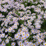 Aster ageratoides 'Asran' - 