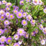 Aster ageratoides 'Ezo Murasaki' - Aster ageratoides 'Ezo Murasaki'