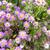 Aster ageratoides 'Ezo Murasaki'