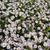 Aster ageratoides 'Stardust'