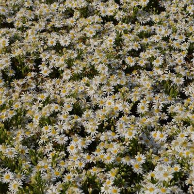 Aster ageratoides 'Starshine'