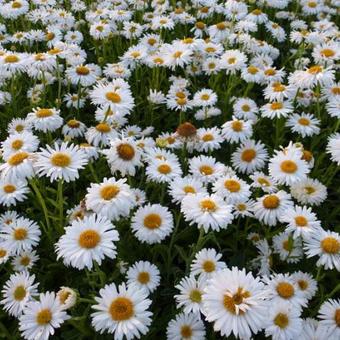 Aster alpinus 'Albus'