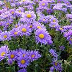 Aster alpinus 'Dunkle Schöne' - 