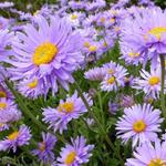 Aster alpinus 'Goliath' - 