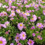 Aster alpinus 'Happy End' - 