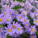 Aster amellus 'Blue King' - 