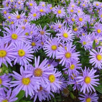 Aster amellus 'Blue King'