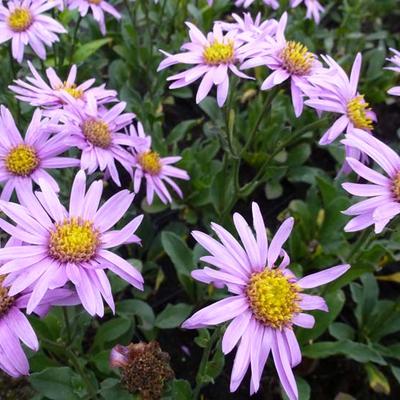 Aster amellus 'Rosa Erfüllung' - Aster amellus 'Rosa Erfüllung'