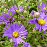 Aster amellus 'Veilchenkönigin' - 