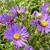 Aster amellus 'Veilchenkönigin'