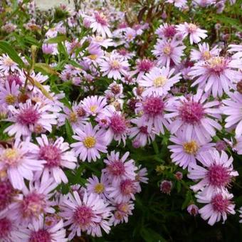 Aster lateriflorus 'Coombe Fishacre'