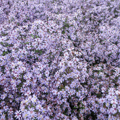 Aster cordifolius 'Blütenregen' - Aster cordifolius 'Blütenregen'