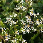 Aster cordifolius 'Silver Spray' - 