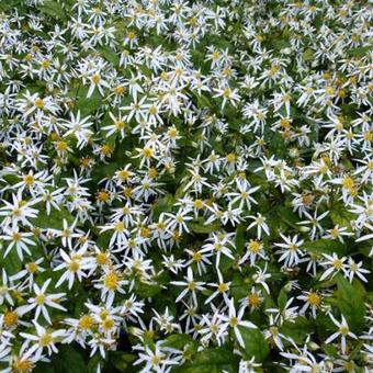 Aster divaricatus