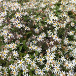 Aster divaricatus 'Beth Chatto' - 