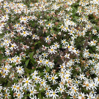 Aster divaricatus 'Beth Chatto'