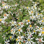 Aster divaricatus 'Eastern Star'