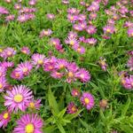 Aster dumosus ISLAND 'Bahamas' - 