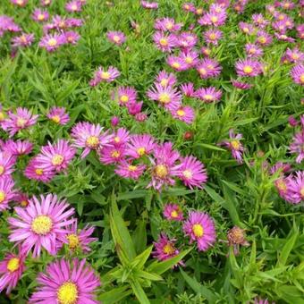 Aster dumosus ISLAND 'Bahamas'