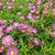 Aster dumosus ISLAND 'Bahamas'