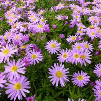 Aster dumosus 'Gaia'