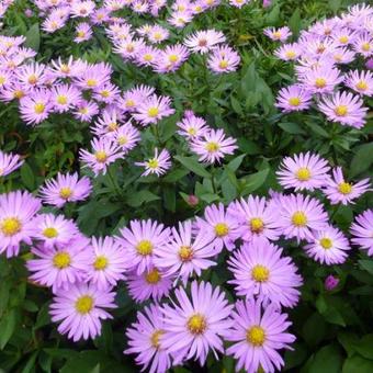 Aster dumosus 'Herbstgruss von Bresserhof'