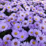 Aster dumosus 'Herbstpurzel' - 