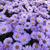 Aster dumosus 'Herbstpurzel'