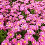 Aster dumosus 'Jenny' - 