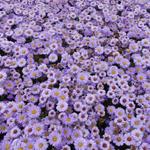 Aster dumosus 'Lady in Blue' - 