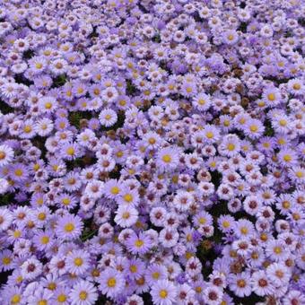 Aster dumosus 'Lady in Blue'