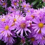 Aster novi-belgii 'Peter Harrison'