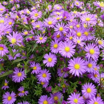 Aster dumosus 'Pilou'